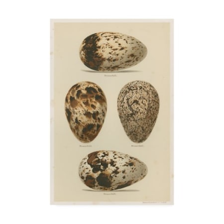 Henry Seebohm 'Antique Bird Egg Study Vi' Canvas Art,12x19